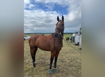 Hanoverian, Mare, 13 years, 16.2 hh, Brown