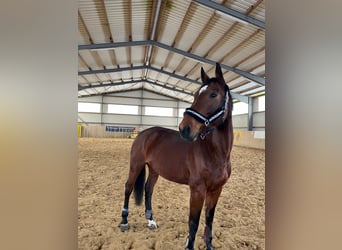 Hanoverian, Mare, 13 years, 16.2 hh, Brown