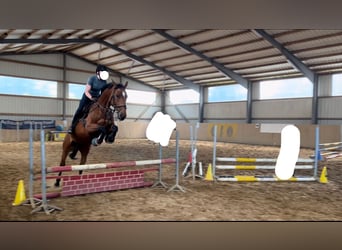 Hanoverian, Mare, 13 years, 16.2 hh, Brown