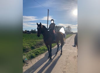 Hanoverian, Mare, 13 years, 16.2 hh, Brown