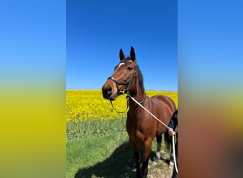 Hanoverian, Mare, 13 years, 16.2 hh, Brown