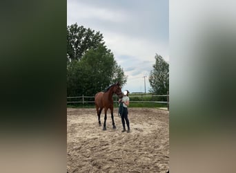 Hanoverian, Mare, 13 years, 16.2 hh, Brown