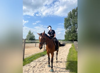 Hanoverian, Mare, 13 years, 16.2 hh, Brown