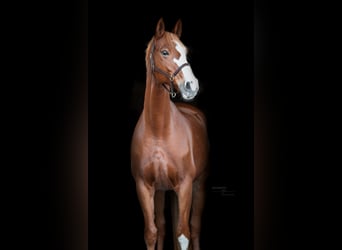 Hanoverian, Mare, 13 years, 16.2 hh, Chestnut-Red