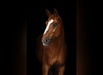Hanoverian, Mare, 13 years, 16.2 hh, Chestnut-Red