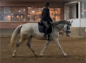 Hanoverian, Mare, 13 years, 16,2 hh, Gray