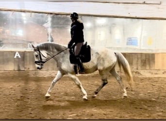 Hanoverian, Mare, 13 years, 16,2 hh, Gray