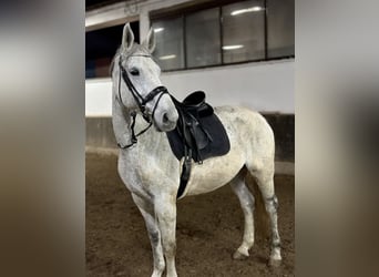 Hanoverian, Mare, 13 years, 16,2 hh, Gray