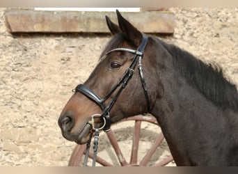 Hanoverian, Mare, 13 years, 16,3 hh, Bay-Dark