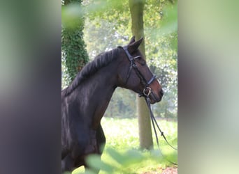 Hanoverian, Mare, 13 years, 16,3 hh, Bay-Dark