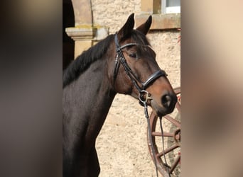 Hanoverian, Mare, 13 years, 16,3 hh, Bay-Dark