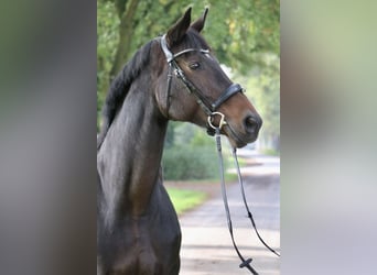 Hanoverian, Mare, 13 years, 16,3 hh, Bay-Dark