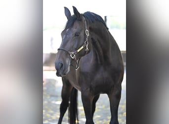 Hanoverian, Mare, 13 years, 16,3 hh, Bay-Dark