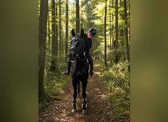 Hanoverian, Mare, 13 years, 16.3 hh, Black