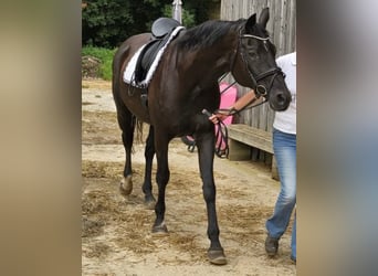 Hanoverian, Mare, 13 years, 16.3 hh