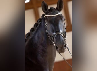 Hanoverian, Mare, 13 years, 16.3 hh