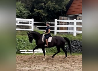 Hanoverian, Mare, 13 years, 16.3 hh