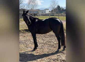 Hanoverian, Mare, 13 years, 16 hh, Bay-Dark