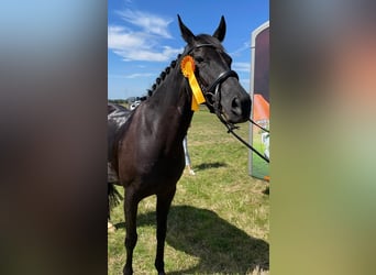 Hanoverian, Mare, 13 years, 16 hh, Black