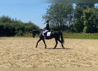 Hanoverian, Mare, 13 years, 16 hh, Black