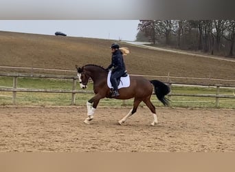 Hanoverian, Mare, 13 years, 16 hh, Brown