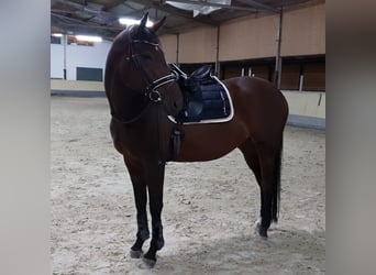 Hanoverian, Mare, 13 years, 16 hh, Brown-Light