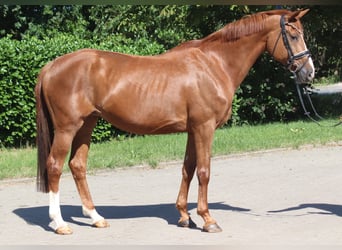 Hanoverian, Mare, 13 years, 16 hh, Chestnut-Red