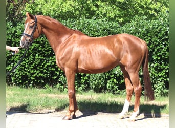 Hanoverian, Mare, 13 years, 16 hh, Chestnut-Red