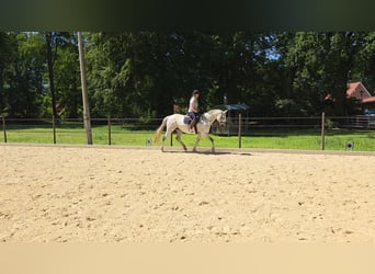 Hanoverian, Mare, 13 years, 16 hh, Grey