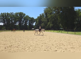 Hanoverian, Mare, 13 years, 16 hh, Grey