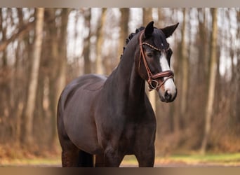 Hanoverian, Mare, 13 years, 16,1 hh, Bay-Dark