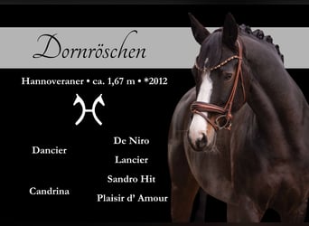 Hanoverian, Mare, 13 years, 16,1 hh, Bay-Dark