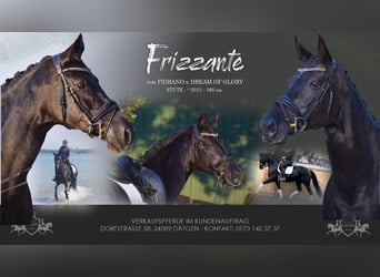 Hanoverian, Mare, 13 years, 16,1 hh, Black