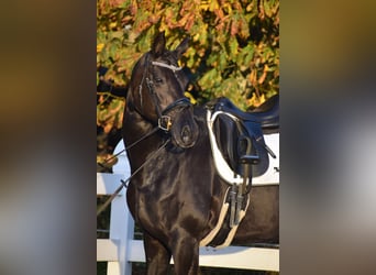 Hanoverian, Mare, 13 years, 16,1 hh, Black