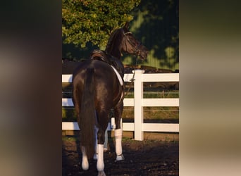 Hanoverian, Mare, 13 years, 16,1 hh, Black