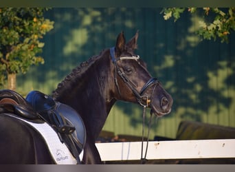 Hanoverian, Mare, 13 years, 16,1 hh, Black