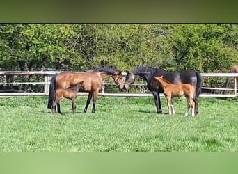 Hanoverian, Mare, 13 years, 16,1 hh, Brown