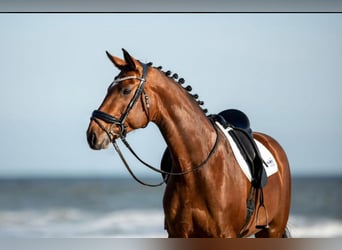 Hanoverian, Mare, 13 years, 16,1 hh, Brown