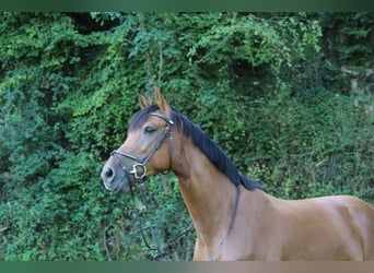 Hanoverian, Mare, 13 years, 16,1 hh, Brown