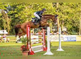 Hanoverian, Mare, 13 years, 16,1 hh, Chestnut-Red