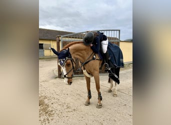 Hanoverian, Mare, 13 years, 16,1 hh, Chestnut-Red