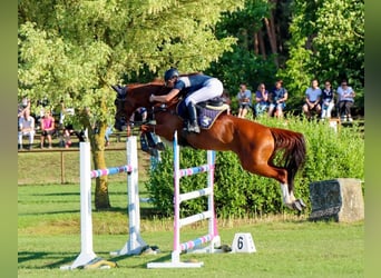 Hanoverian, Mare, 13 years, 16,1 hh, Chestnut-Red