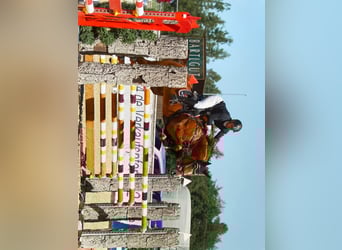 Hanoverian, Mare, 13 years, 16,1 hh, Chestnut-Red