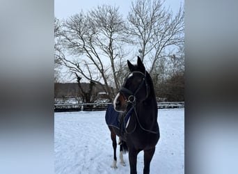 Hanoverian, Mare, 13 years, 16,2 hh, Bay-Dark