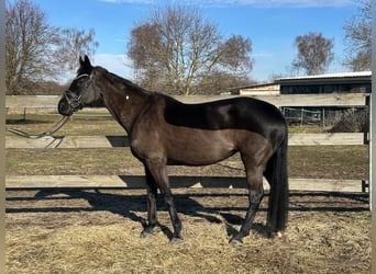 Hanoverian, Mare, 13 years, 16,2 hh, Black