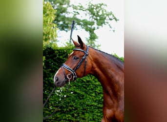Hanoverian, Mare, 13 years, 16,2 hh, Brown