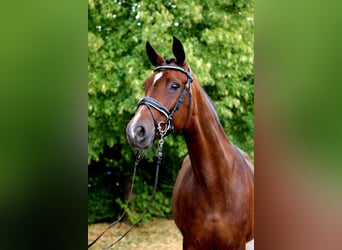 Hanoverian, Mare, 13 years, 16,2 hh, Brown