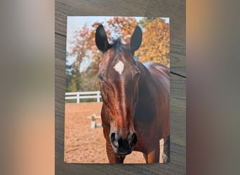 Hanoverian, Mare, 13 years, 16,2 hh, Brown