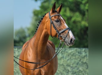 Hanoverian, Mare, 13 years, 16,2 hh, Brown