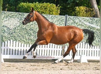 Hanoverian, Mare, 13 years, 16,2 hh, Brown